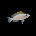 Neolamprologus caudopunctatus | Fry | 2-2.5 cm | Pack of 2 | Total Delivered Price ₹1,499/-
