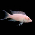 Albino Brichardi | Juvenile | 2 - 2.5 cm | Pack of 4 | Total Delivered Price ₹1,499/-