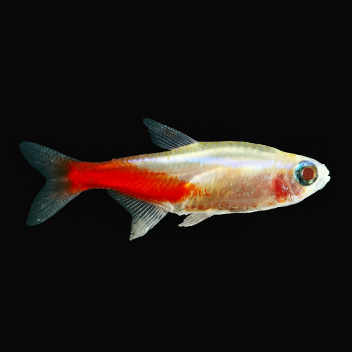 Healthy Albino Neon Tetra (Paracheirodon innesi) photographed at Nero Labs