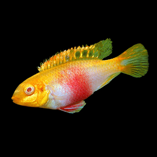 Healthy Albino Kribensis (Pelvicachromis pulcher) photographed at Nero Labs