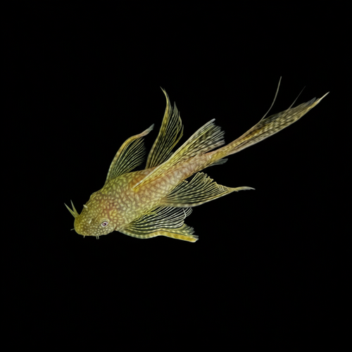 Healthy Albino Veiltail Bristlenose Pleco (Ancistrus sp.) photographed at Nero Labs