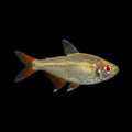Albino Buenos Aires Tetra| Adult | 3-3.5 cm | Pack of 4 | Total Delivered Price ₹1,499/-