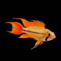 Healthy Apistogramma cacatuoides (Cockatoo Cichlid) photographed at Nero Labs