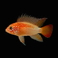 Healthy Apistogramma macmasteri photographed at Nero Labs