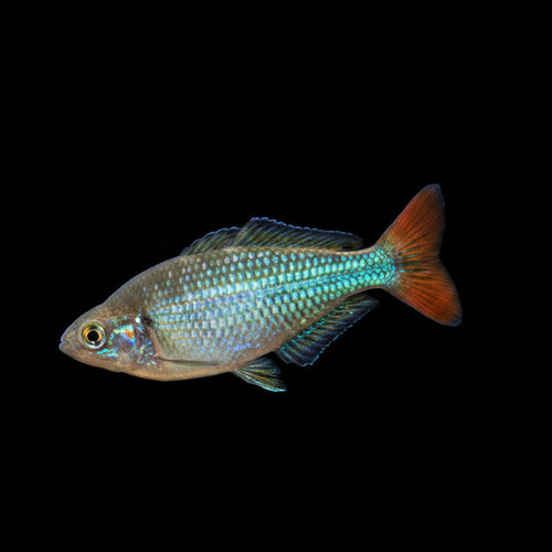 Healthy Australian Rainbowfish (Melanotaenia fluviatilis) photographed at Nero Labs