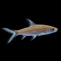 Healthy Bala Shark (Balantiocheilos melanopterus) photographed at Nero Labs