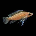 Black Leleupi| Juvenile | 2-3 cm | Pack of 1 | Total Delivered Price ₹1,499/-