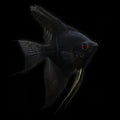 Healthy Black Angelfish (Pterophyllum scalare) photographed at Nero Labs