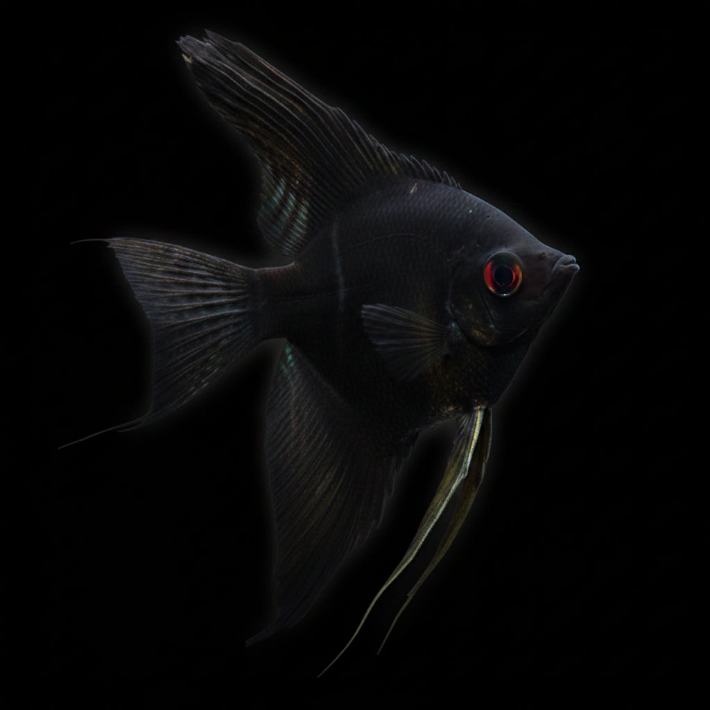 Healthy Black Angelfish (Pterophyllum scalare) photographed at Nero Labs