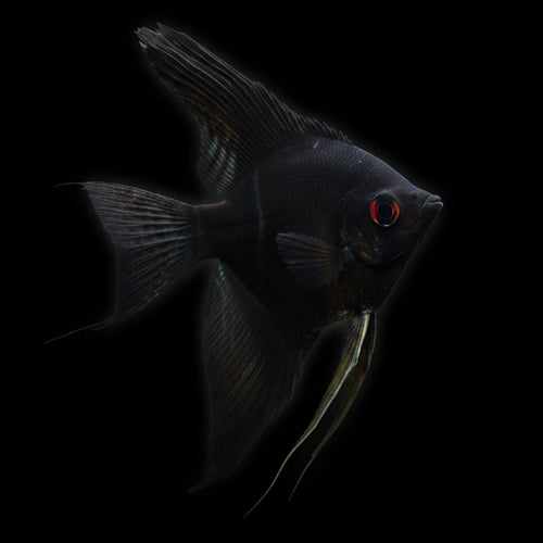 Healthy Black Angelfish (Pterophyllum scalare) photographed at Nero Labs