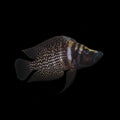 Healthy Black Calvus (Altolamprologus calvus 'Black') photographed at Nero Labs