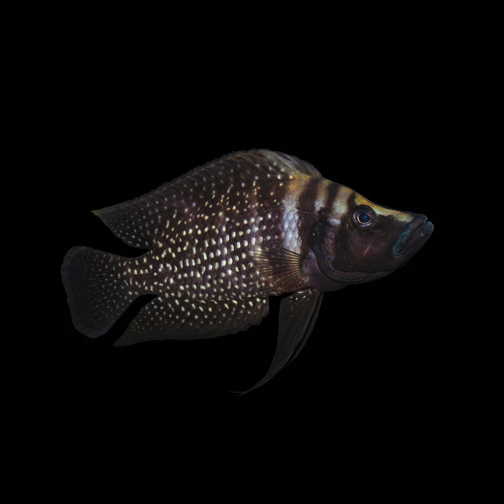 Healthy Black Calvus (Altolamprologus calvus 'Black') photographed at Nero Labs