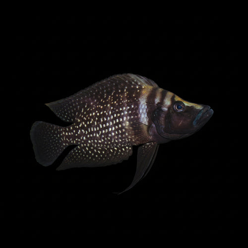 Healthy Black Calvus (Altolamprologus calvus 'Black') photographed at Nero Labs