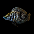 Healthy Black Compressiceps (Altolamprologus compressiceps 'Black') photographed at Nero Labs