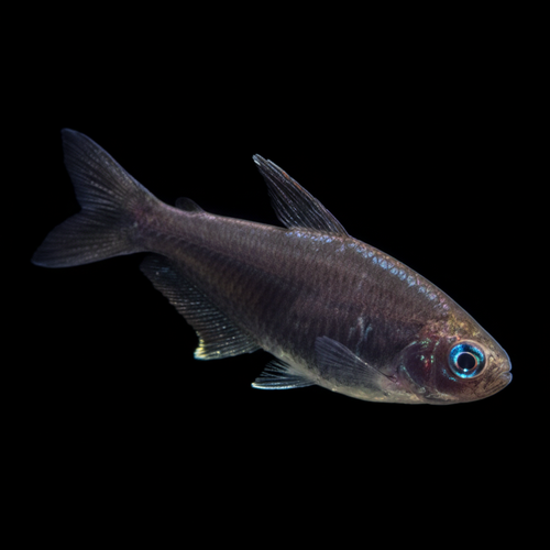 Healthy Black Emperor Tetra (Nematobrycon palmeri 'Black') photographed at Nero Labs