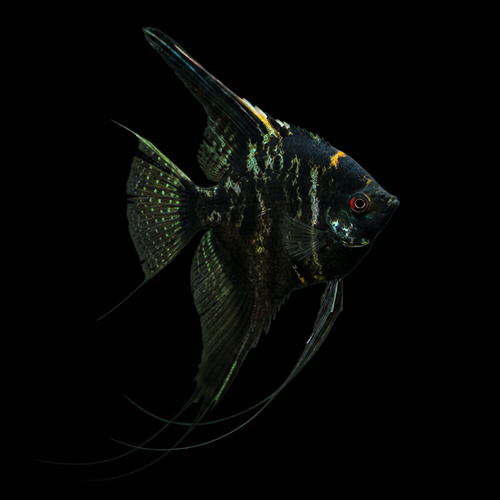 Healthy Black Marble Angelfish (Pterophyllum scalare) photographed at Nero Labs