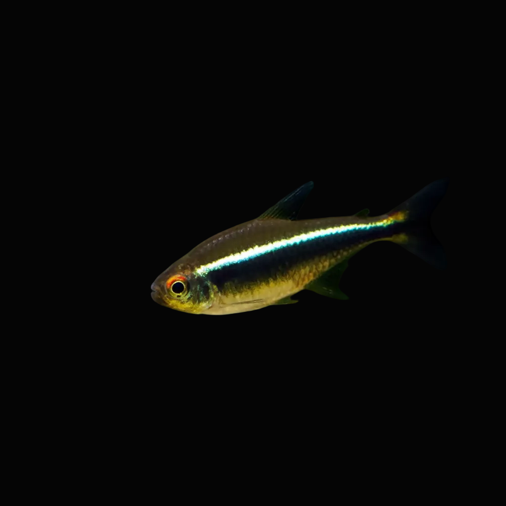 Healthy Black Neon Tetra (Hyphessobrycon herbertaxelrodi) photographed at Nero Labs
