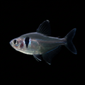 Healthy Black Phantom Tetra (Hyphessobrycon megalopterus) photographed at Nero Labs
