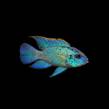 Healthy Blue Acara (Andinoacara pulcher) photographed at Nero Labs