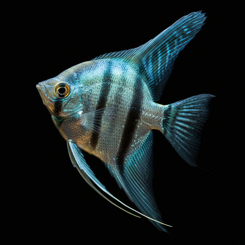 Healthy Blue Angelfish (Pterophyllum scalare) photographed at Nero Labs