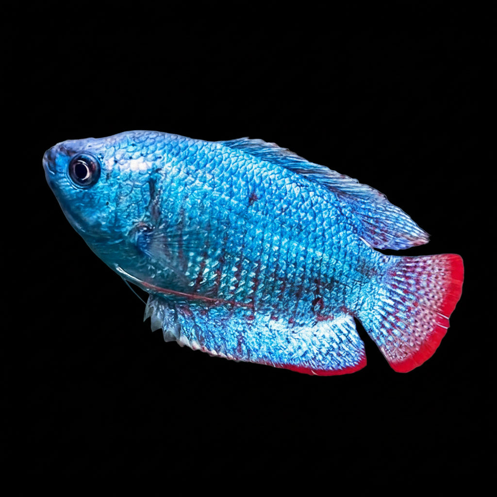 Healthy Blue Colisa (Trichogaster lalius) photographed at Nero Labs