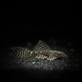 Healthy Bristlenose Pleco (Ancistrus cirrhosus) photographed at Nero Labs