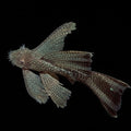 Veiltail Bristlenose Pleco | Juvenile | 3-4 cm | Pack of 4 | Total Delivered Price ₹1,499/-