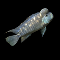 Healthy Buffalo Head Cichlid (Steatocranus casuarius) photographed at Nero Labs
