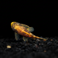 Healthy Calico Bristlenose Pleco (Ancistrus sp.) photographed at Nero Labs