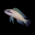 Masked brichardi | Juvenile | 2 -2.5 cm | Pack of 2 | Total Delivered Price ₹2,999/-