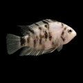 Marble Convict | Adult | 4.5 - 5cm | Pack of 2 | Total Delivered Price ₹1,499/-