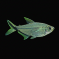 Healthy Costae Tetra (Hyphessobrycon costae) photographed at Nero Labs