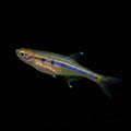 Healthy Dadio (Neochela dadiburjori) photographed at Nero Labs