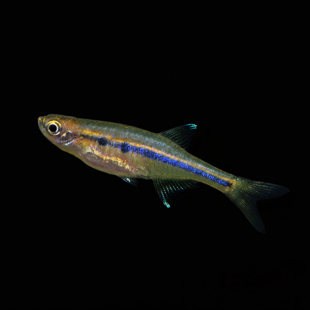 Healthy Dadio (Neochela dadiburjori) photographed at Nero Labs
