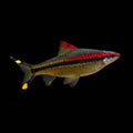 Denison Barb | Juvenile | 3.5 -4 cm | Pack of 4 | Total Delivered Price ₹1,499/-