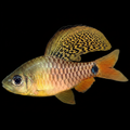 Healthy Drape Fin Barb (Oreichthys crenuchoides) photographed at Nero Labs