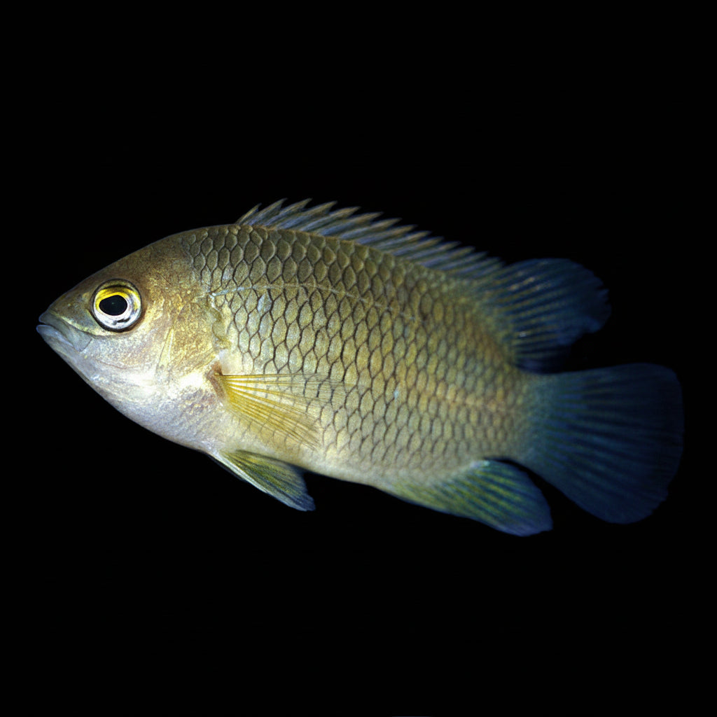 Leaf Fish | Juvenile | 4-5 cm | Pack of 2 | Total Delivered Price ₹997/-