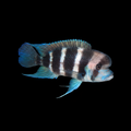 Frontosa | Juvenile | 3-3.5 cm | Pack of 1 | Total Delivered Price ₹1,499/-
