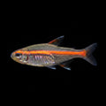 Healthy Glowlight Tetra (Hemigrammus erythrozonus) photographed at Nero Labs
