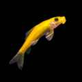 Healthy Golden Algae Eater (Gyrinocheilus aymonieri) photographed at Nero Labs