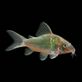 Green Corydora | Juvenile | 2-2.5 cm | Pack of 4 | Total Delivered Price ₹1,499/-