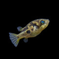 Dwarf Pufferfish | Juvenile | 0.75 - 1 cm | Pack of 4 | Total Delivered Price ₹1,499/-