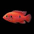 Healthy Jewel Cichlid (Hemichromis bimaculatus) photographed at Nero Labs