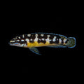 Kissi Julie | Juvenile | 2.5 - 3cm | Pack of 2 | Total Delivered Price ₹1,499/-