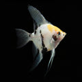 Koi Angelfish | Sub-adult | 3-4 cm | Pack of 4 | Total Delivered Price ₹1,499/-