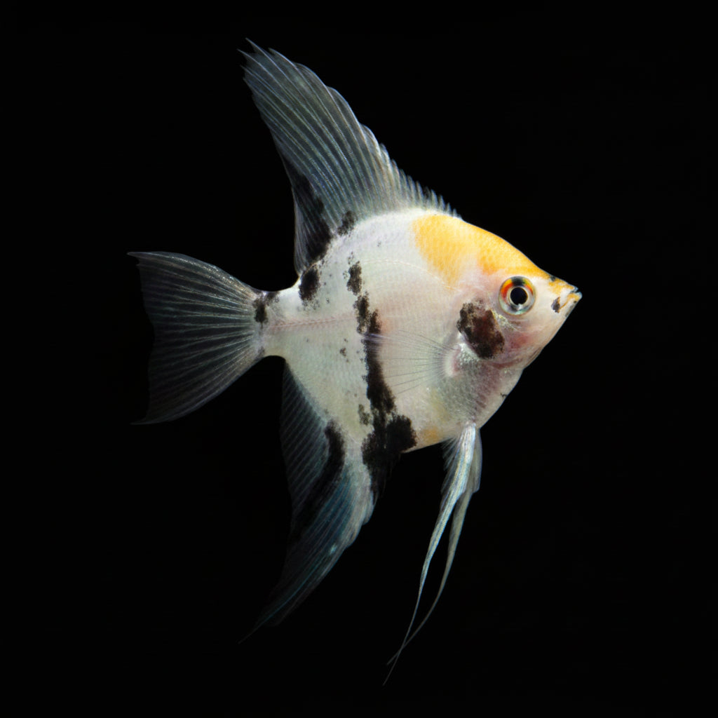Koi Angelfish | Sub-adult | 3-4 cm | Pack of 4 | Total Delivered Price ₹1,499/-