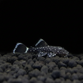 L183 Starlight Pleco | Fry | 2-2.5 cm | Pack of 1 | Total Delivered Price ₹1,499/-