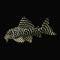 Healthy L333 King Tiger Pleco photographed at Nero Labs