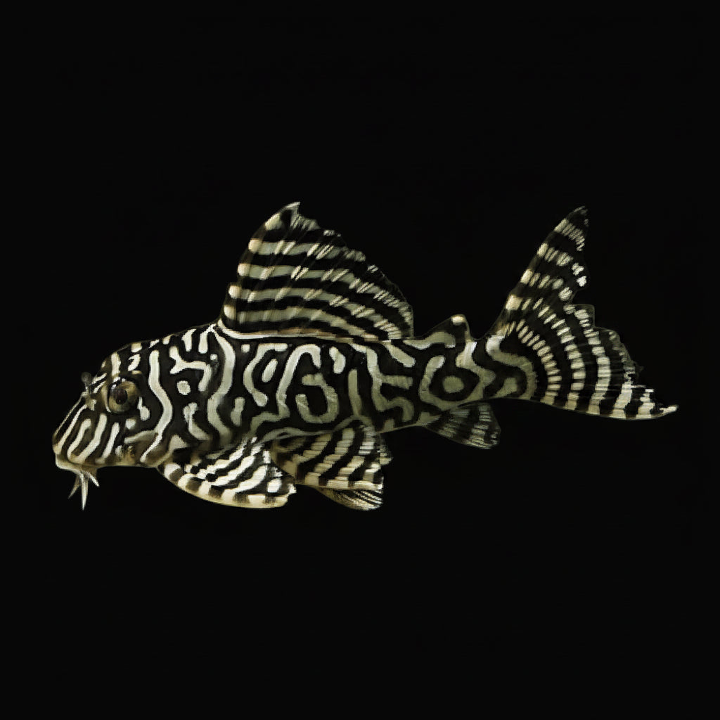 Healthy L333 King Tiger Pleco photographed at Nero Labs