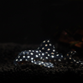 Healthy L471 Mini Snowball Pleco photographed at Nero Labs